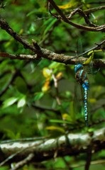 Rhionaeschna multicolor