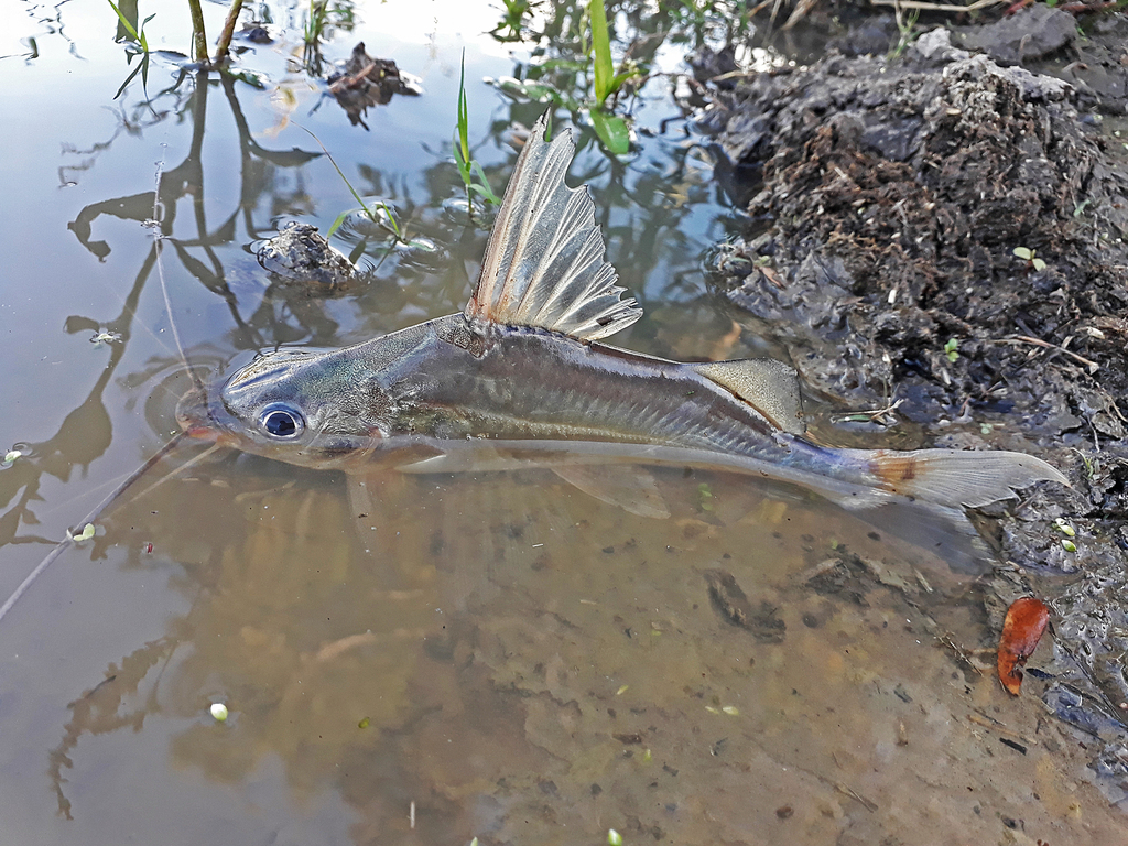 Silver antenna catfish (Pimelodus argenteus) — Pimelodidae