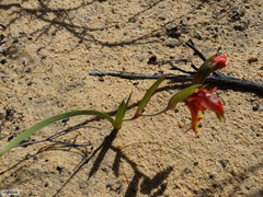 Gladiolus speciosus