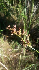 Juncus trigonocarpus