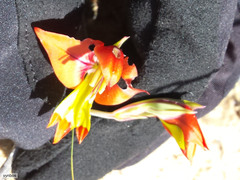 Gladiolus speciosus