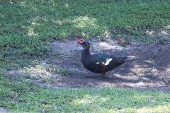 Cairina moschata domestica