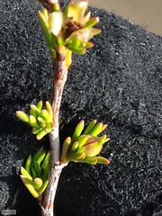 Cliffortia teretifolia