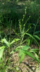 Urochloa ramosa