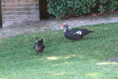 Cairina moschata domestica