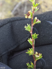 Cliffortia teretifolia