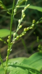 Urochloa ramosa
