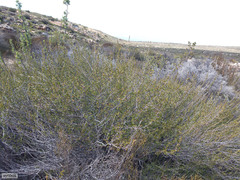 Cliffortia teretifolia