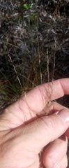 Aristida dichotoma