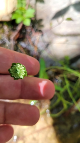 Image of Marshallia obovata by no rights reserved
