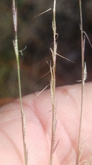 Aristida dichotoma
