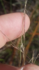 Aristida dichotoma