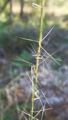 Aristida virgata
