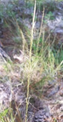 Aristida virgata