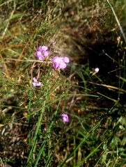 Agalinis oligophylla