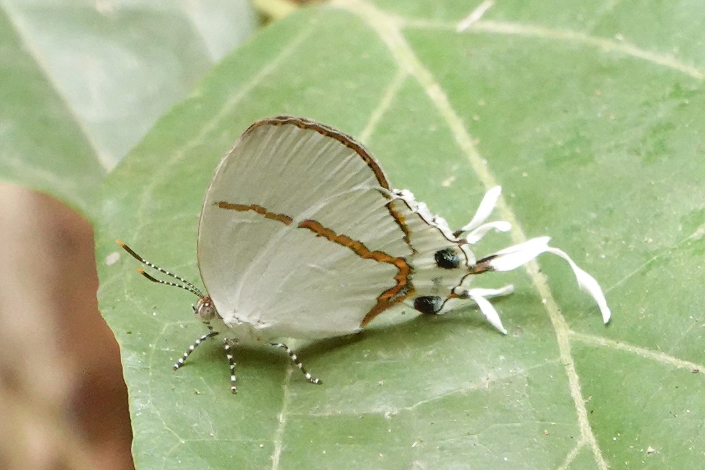 Common False Head from Western Area Rural, Sierra Leone on 21 February ...