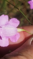 Agalinis oligophylla