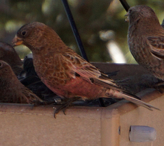 Leucosticte australis