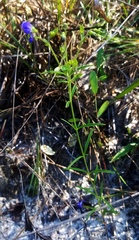 Trichostema setaceum