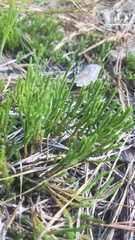 Selaginella corallina