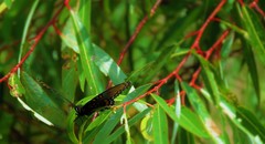 Limenitis arthemis arizonensis