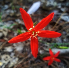 Silene subciliata