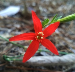 Silene subciliata
