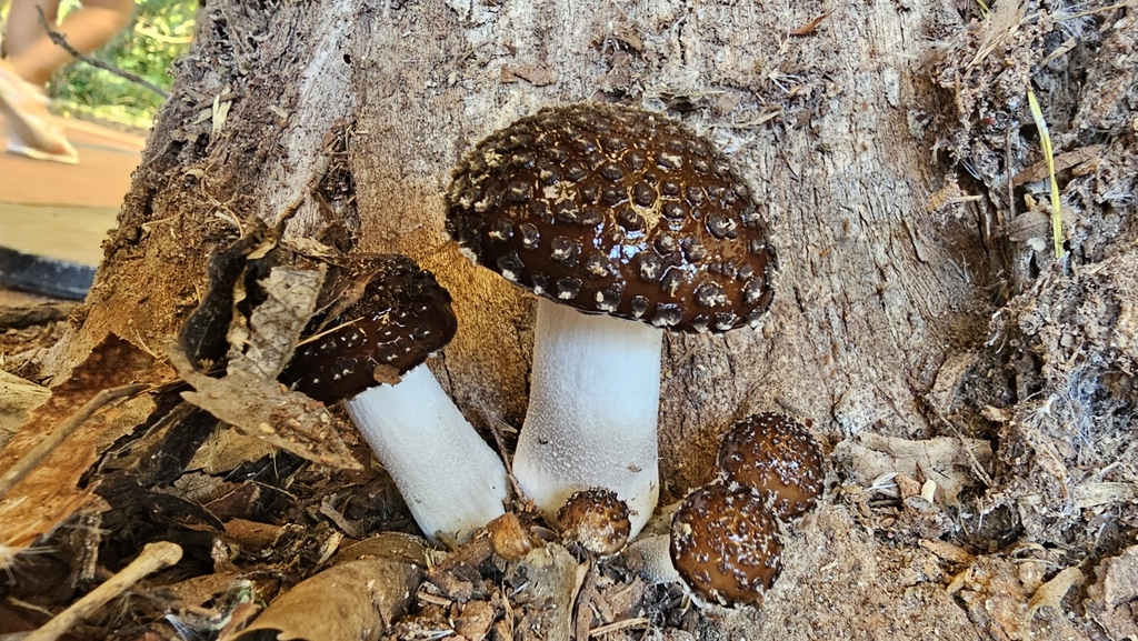 Oudemansiella cubensis · April 2023 · photo: © leandro175 (iNaturalist, cc-by)