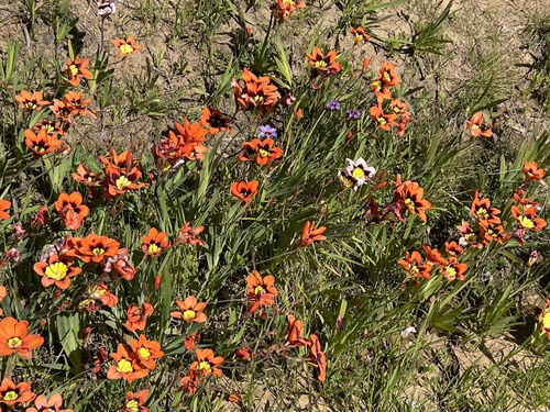 Sparaxis tricolor