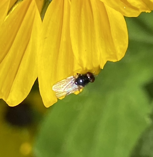 iNaturalist observation photo of Flies
