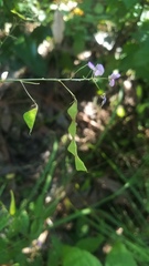 Desmodium glabellum
