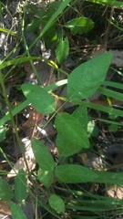 Desmodium glabellum