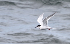 Sterna dougallii