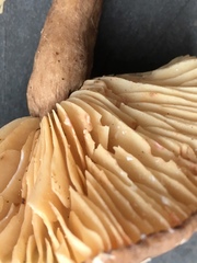 Lactarius fuliginosus