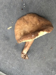 Lactarius fuliginosus