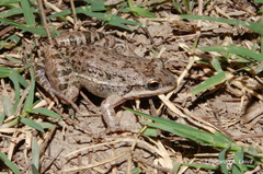 Leptodactylus latinasus