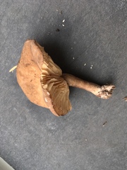 Lactarius fuliginosus