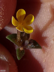 Zaluzianskya lanigera