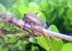 Umbonia reclinata