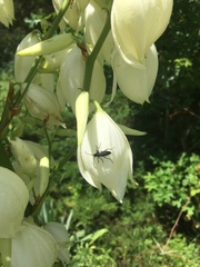 Typocerus lugubris