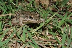 Leptodactylus latinasus
