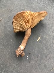 Lactarius fuliginosus
