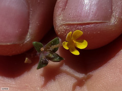 Zaluzianskya lanigera