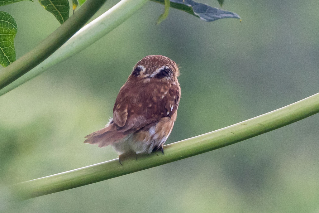 Peruvian Pygmy-Owl