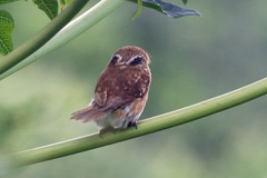 Peruvian Pygmy-Owl photo 1