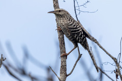 Fasciated Wren photo 3