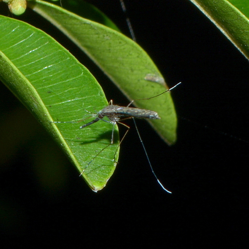 Anopheles albitarsis