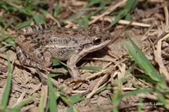 Leptodactylus latinasus