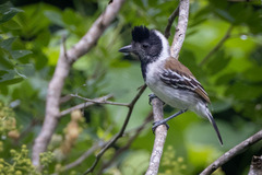 Collared Antshrike photo 1