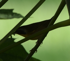 Geothlypis trichas
